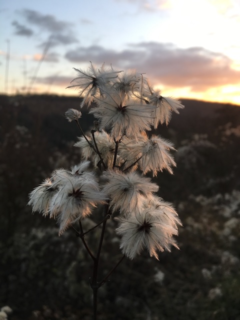 Fluffy plant